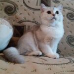 Baltimore Scottish straight silver chinchilla boy