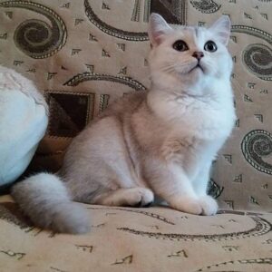 Baltimore Scottish straight silver chinchilla boy