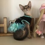 Lili purebred Abyssinian female kitten