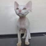 Iness female kitten Devon Rex