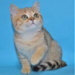 Zlatan Scottish straight shorthair male kitten
