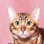 Merlin purebred Bengal male kitten