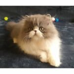 Tom Persian male kitten