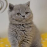 Businka Scottish straight shorthair female kitten