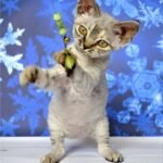 Yu-Zi Devon Rex female kitten in a black silver tabby color