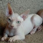 Beerus male Sphinx kitten