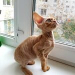 Oktavian male kitten Devon Rex