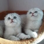 Camrad Scottish fold shorthair male kitten