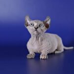 Kimberlee female Dwelf kitten in a blue tortoise mink color