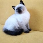 Pigeon Scottish straight shorthair male kitten