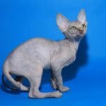 Madame female Sphynx kitten