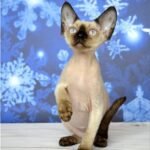Mistbreeze X-treme Devon Rex male kitten in a black point color