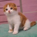 Vitus Scottish fold male kitten