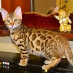 Josephine purebred Bengal female kitten