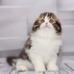Kenya Scottish fold longhair female kitten