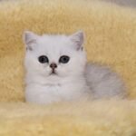 Bell British shorthair female kitten