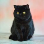 Zorro Exotic shorthair male kitten