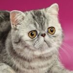 Happy Ho silver tabby color Exotic shorthair male cat