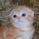 Diana Scottish fold female kitten