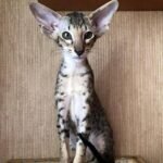 Moris Strong Oriental male kitten