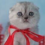 Quentin Scottish fold male kitten