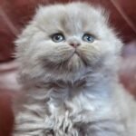 Laima Scottish fold longhair female kitten