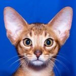 Babas purebred Abyssinian male kitten