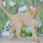 Unique fawn color female kitten Devon Rex