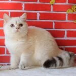 Vays British shorthair male kitten
