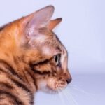 Zanzibar purebred Bengal male kitten