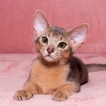 Daroma purebred Abyssinian female kitten