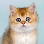 Caruso purebred British shorthair male kitten