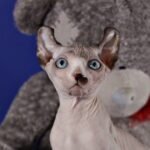 Fransua Elf seal point with white color male kitten