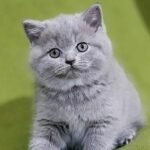 Ozzy purebred British shorthair kitten