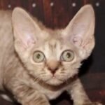 Edita choсolate smoke color female kitten Devon Rex