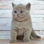 Halk British shorthair male kitten