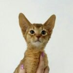 Deyneris purebred Abyssinian female kitten