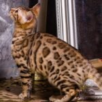 Businka purebred Bengal female kitten