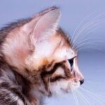 Pol purebred Bengal male kitten