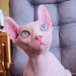 Emily Elf female oddeyed kitten