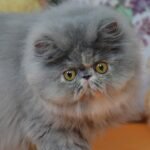 Bagira blue creamy tortie color Persian female kitten