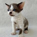 Kody black harlequin mink color male kitten Devon Rex