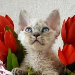 Indiana lilac lynx point female kitten Devon Rex