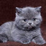 Franz purebred British shorthair male kitten