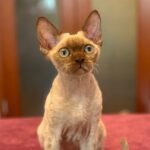 Narniya chocolate point female kitten Devon Rex