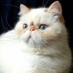 Selesta red point color Exotic shorthair female kitten
