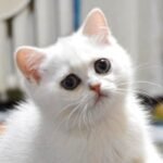 Alva purebred British shorthair female kitten
