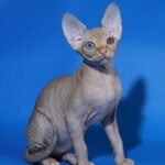Рamir amazing Sphinx male kitten in a red tabby color with blue ey