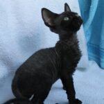 Tor black male kitten Devon Rex