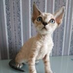 Lilu blue lynx point female kitten Devon Rex